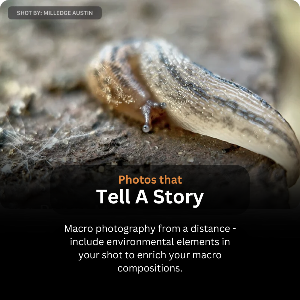 LensMega - 105mm Long Range Macro